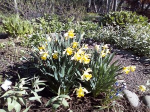 Nejsevernější botanická zahrada. Nejzelenější a nejrozkvetlejší místo na Islandu.