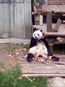 Pan panda, co žere bambus.