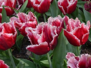 Tulipány