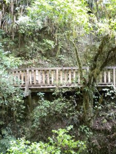 waitomo-caves